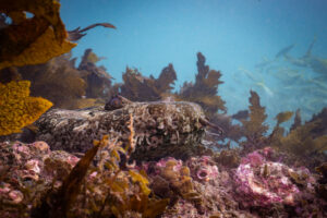 Underwater diving photograph at Shelly Beach