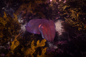 Underwater diving photograph at Shelly Beach