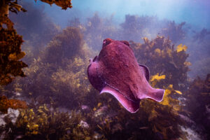 Underwater diving photograph at Shelly Beach