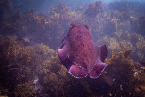 Underwater diving photograph at Shelly Beach