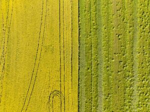 Looking down on the border of a rapeseed field near Mount Borah, NSW