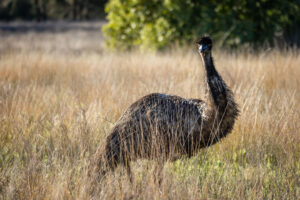 An emu (Dromaius novaehollandiae) in the long grass near the Mount Borah campsite