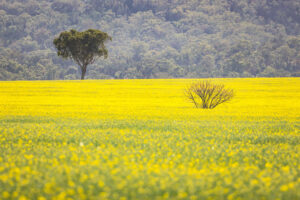 Rapeseed fields grown for oil near Mount Borah, NSW
