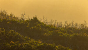 A ridgeline at sunset in Warrumbungle National Park