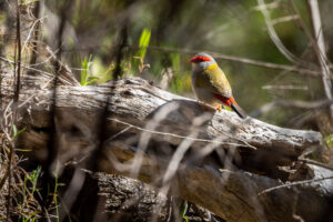 A red-browed finch (Neochmia temporalis) in Warrumbungle National Park