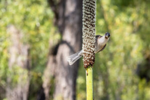 Noisy Friarbird feeding on a grass tree, Warrumbungle National Park
