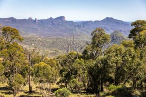 Night sky and wildlife at the Warrumbungles