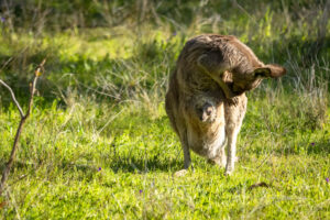 Eastern grey kangaroo (Macropus giganteus) with joey, Warrumbungle National Park