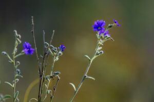 Wildflowers in Warrumbungle National Park