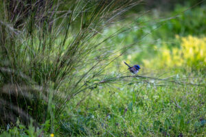 Superb Fairywren (Malurus cyaneus) at the Burbie Canyon walking track, Warrumbungle National Park