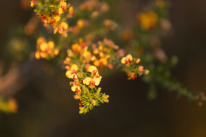 Wildflowers in Warrumbungle National Park
