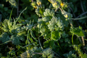 Morning frost in the Warrumbungles
