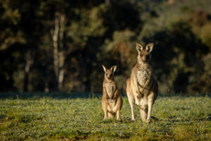 Eastern grey kangaroos (Macropus giganteus) in Warrumbungle National Park