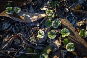 Morning frost in the Warrumbungles