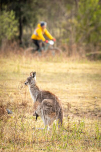 24-hour endurance mountain bike racing at WEMBO 2024, Stromlo – WEMBO24-5647