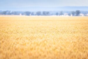 Gravel cyclist at Parkes Goodness Gravel 2025, Parkes NSW – GGPAR25-5351