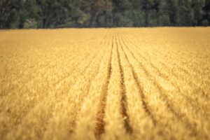 Gravel cyclist at Parkes Goodness Gravel 2025, Parkes NSW – GGPAR25-5711