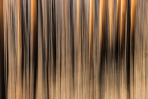 Burnt trees near Tathra on the NSW South Coast