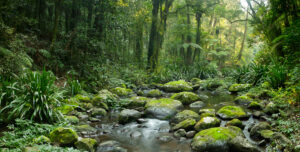 Brindle Creek in the Border Ranges National Park on the border between New South Wales and Queensland.