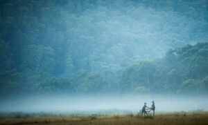 Eastern grey kangaroos battle during the morning at Geehi Flats in the Snowy Mountains.