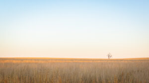 Field, NSW