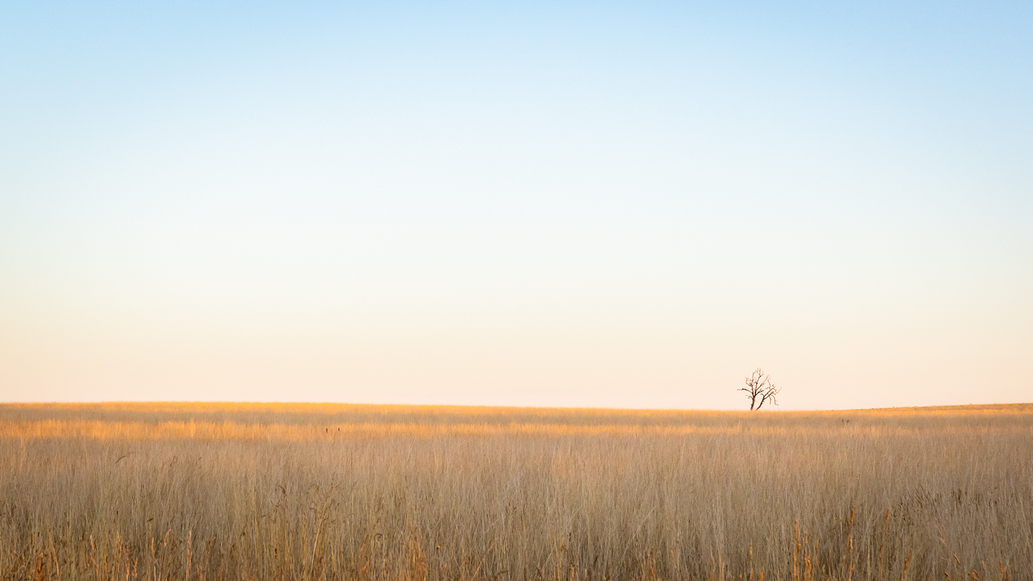 Field, NSW