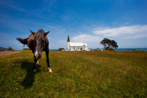 A grazing horse in front of the Anglican church at Raukokore on the Bay of Plenty.