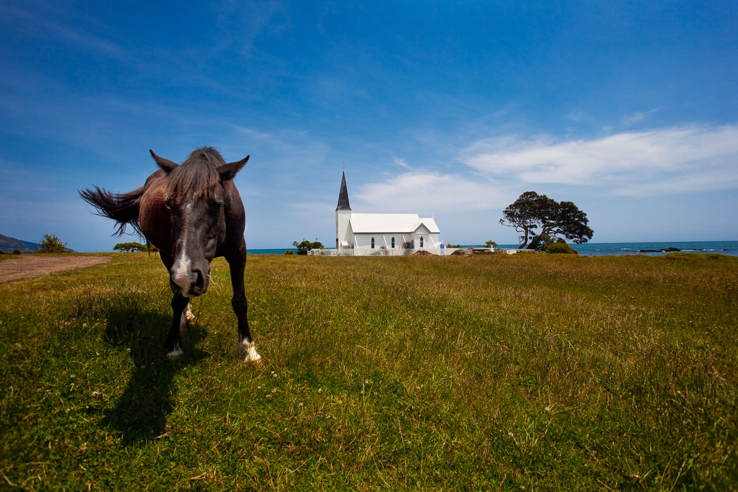 A grazing horse in front of the Anglican church at Raukokore on the Bay of Plenty.