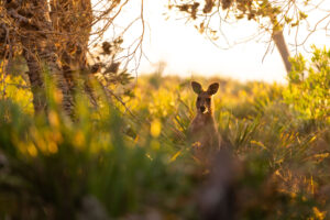 Grey kangaroo watching from long golden grass at sunset