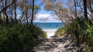 Sandy path through coastal scrub leading to the beach